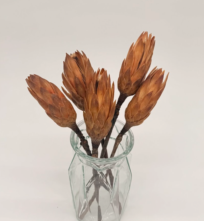 Glass vase with dried brown flowers on a light gray background