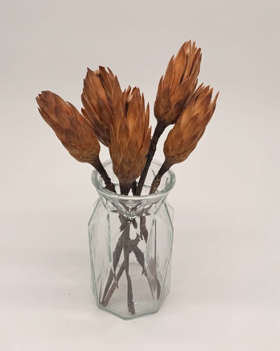 Glass vase with dried brown flowers on a white background