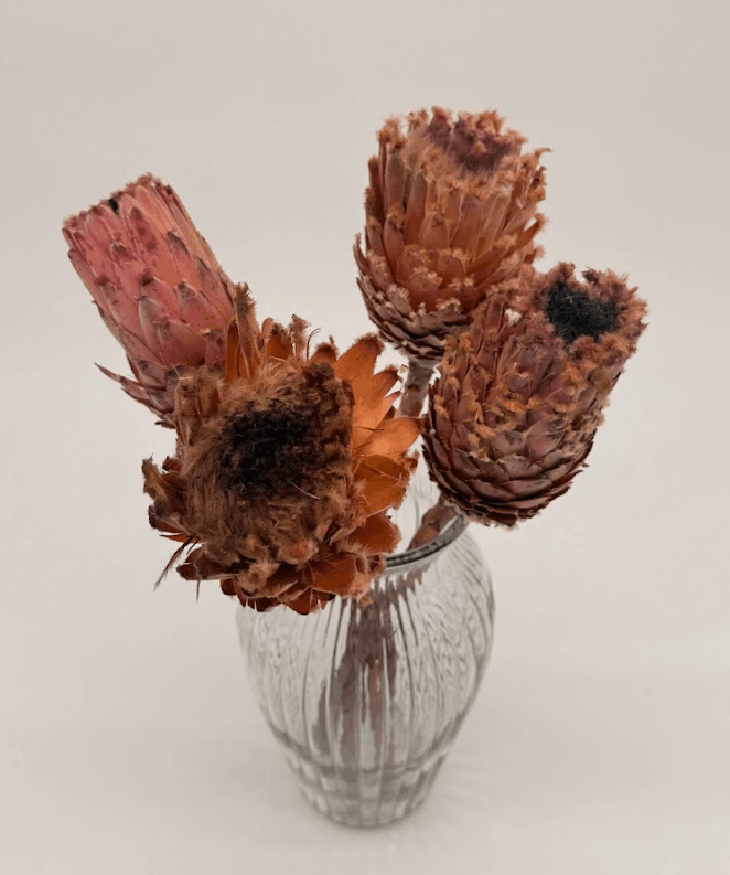 Dried protea flowers in a glass vase on a light background