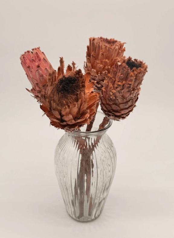 Three dried protea flowers in a glass vase on a light gray background